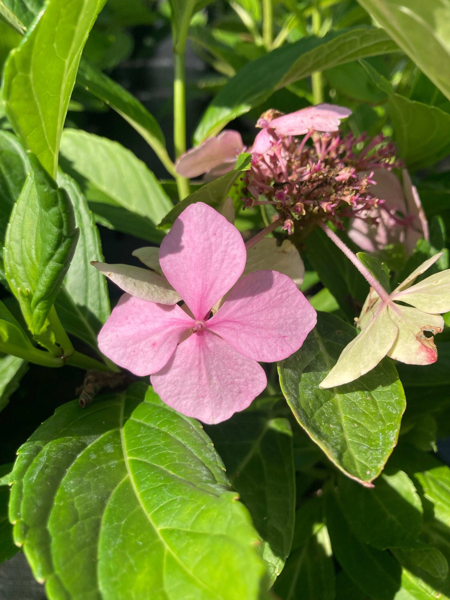 Hydrangea macrophylla 'Mariesii Perfecta' syn. Blue Wave - Champion Plants