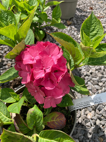 Hydrangea macrophylla King George - Champion Plants