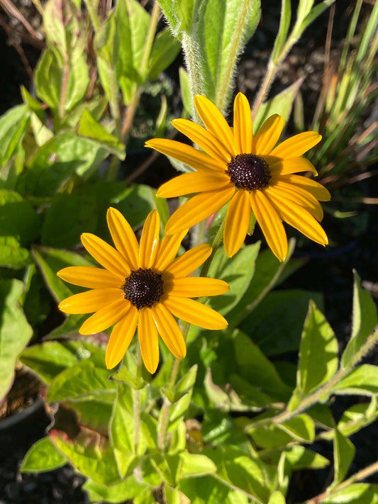 Rudbeckia fulgida var. deamii  - AGM - Champion Plants