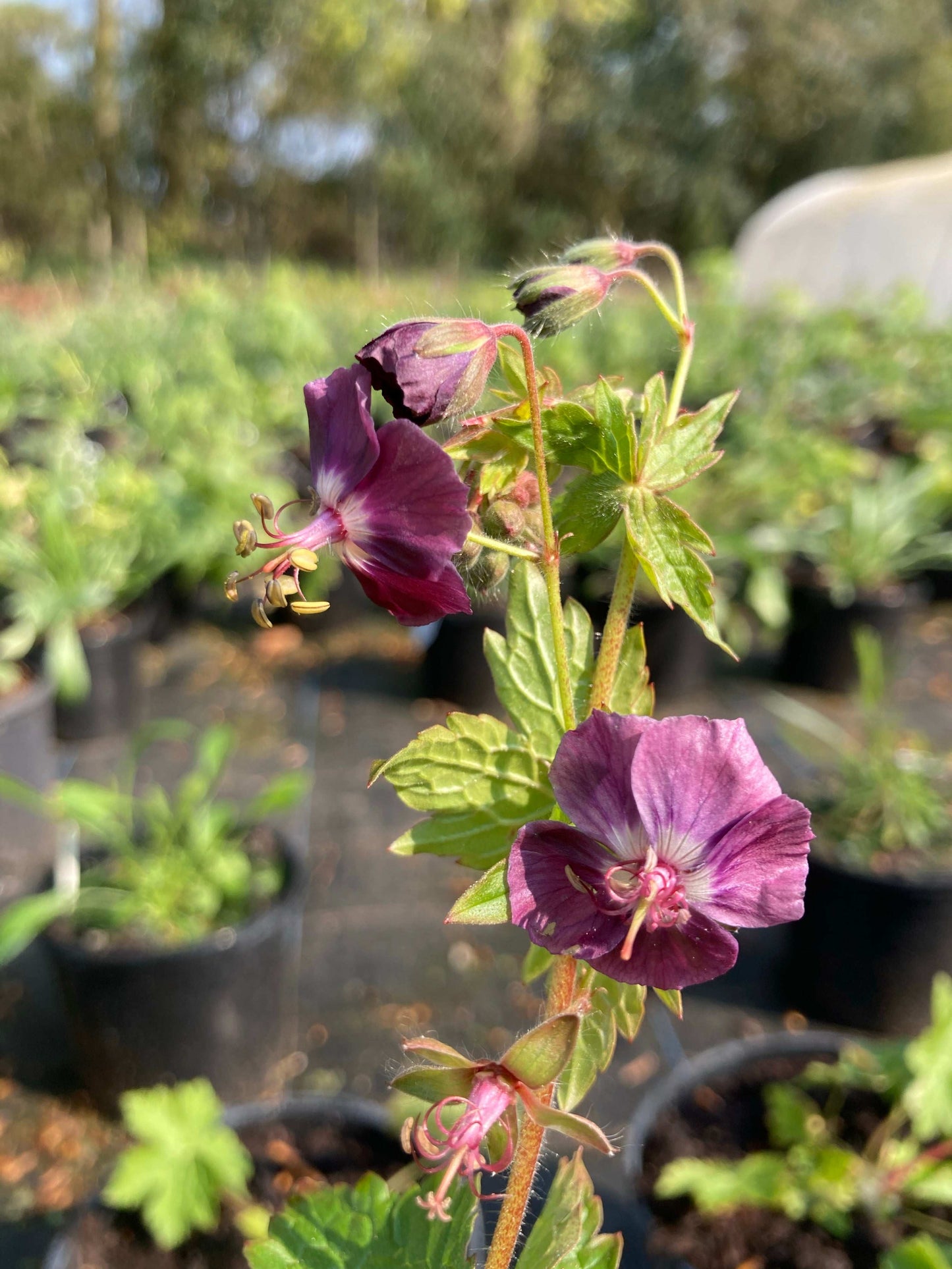 Geranium phaeum - Champion Plants