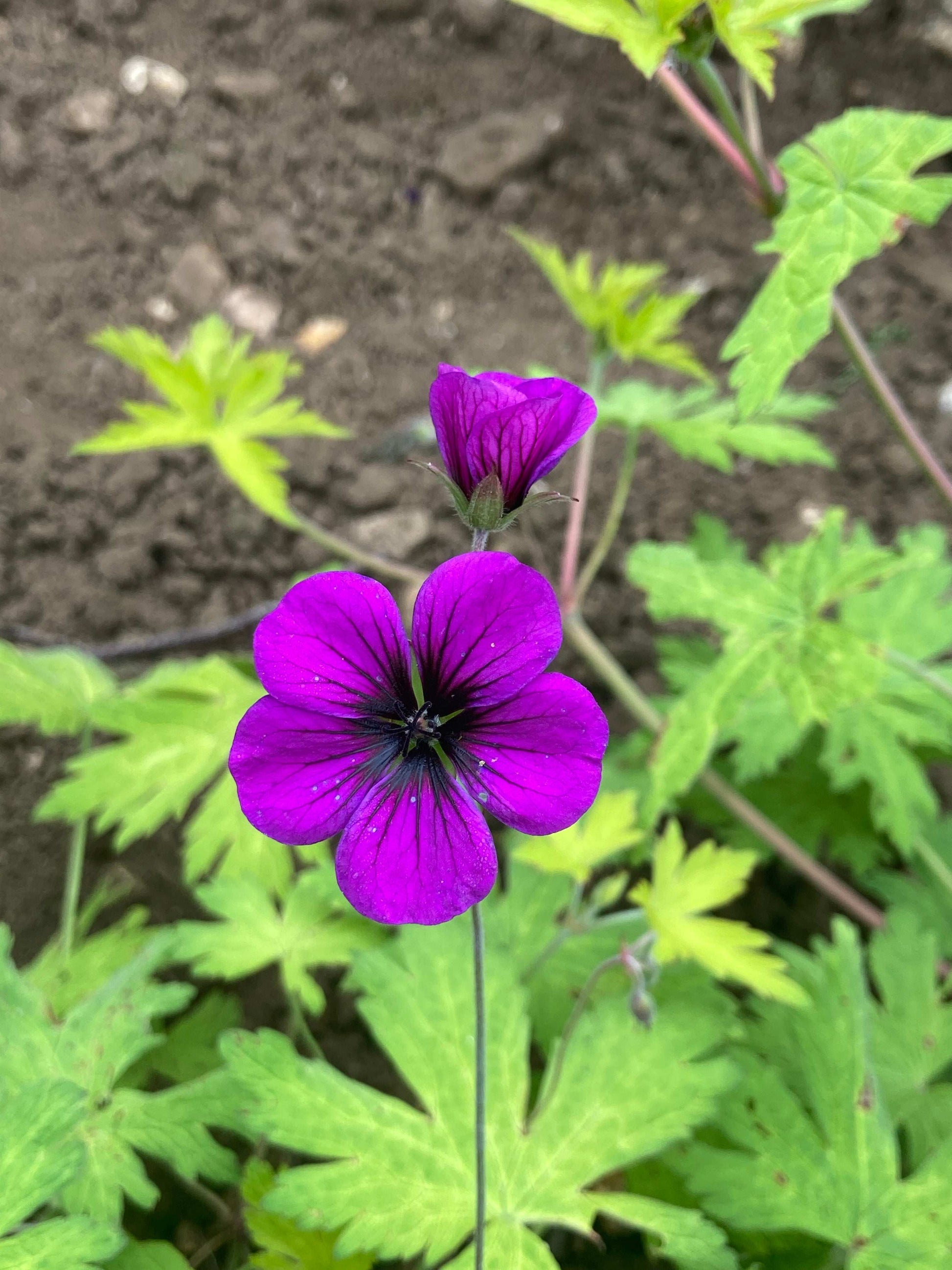 Geranium Ann Folkard - AGM - Champion Plants