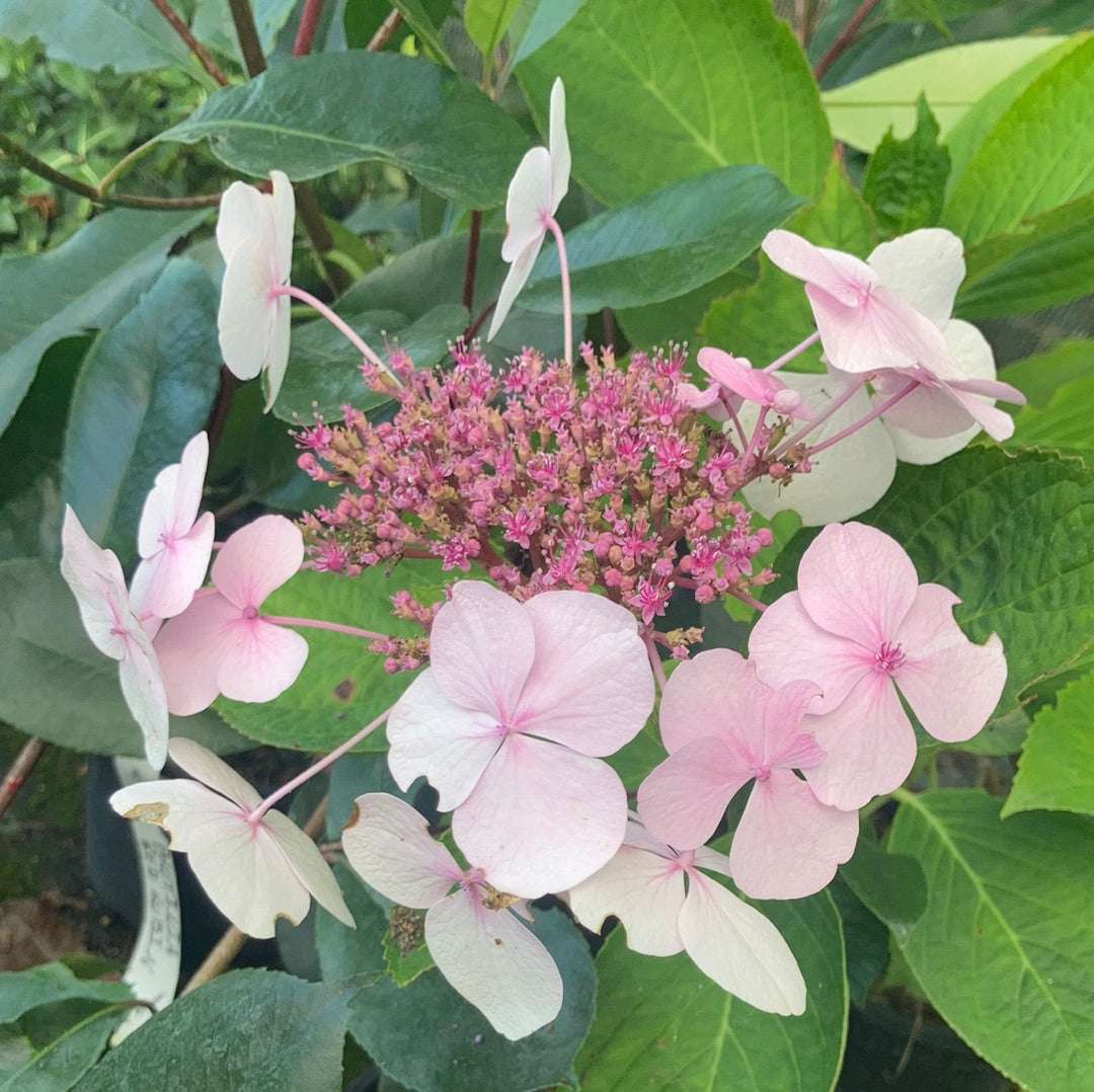 Hydrangea macrophylla 'Mariesii Perfecta' syn. Blue Wave - Champion Plants