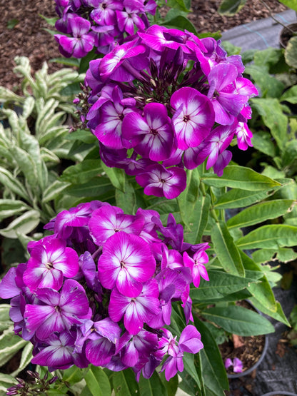 Phlox Laura - AGM - Champion Plants