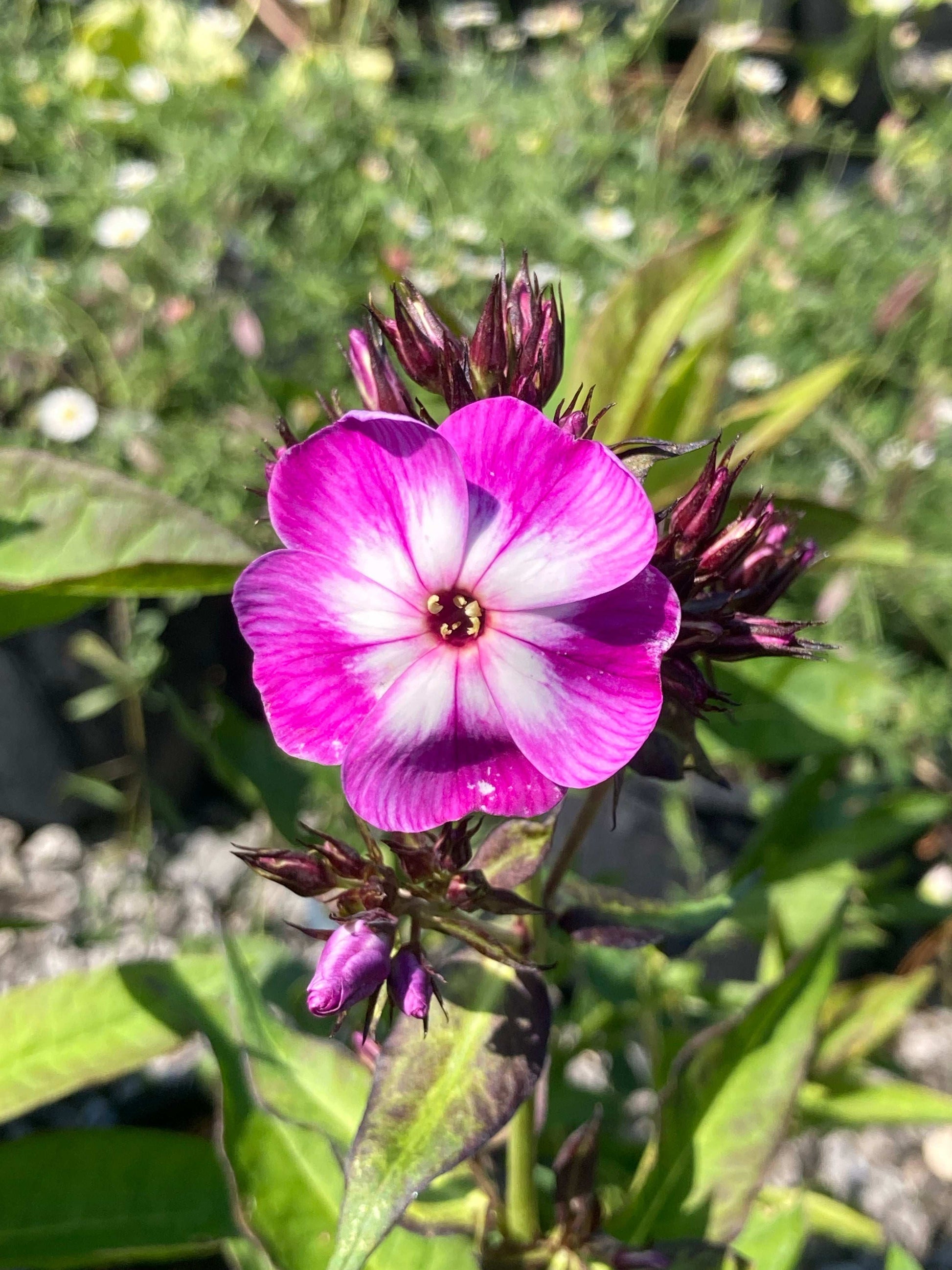 Phlox Laura - AGM - Champion Plants