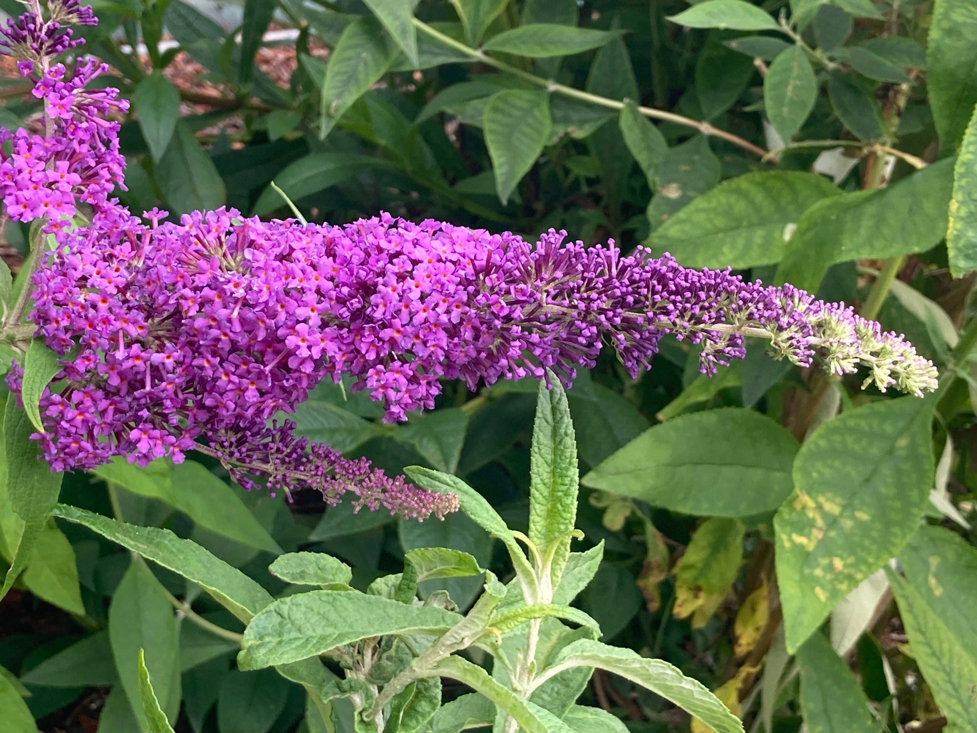 Buddleja (Buddleia) davidii Purple Champion - Champion Plants