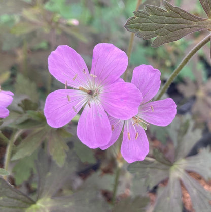 Geranium maculatum 'Espresso' - Champion Plants