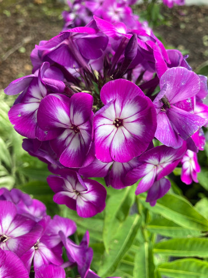 Phlox Laura - AGM - Champion Plants