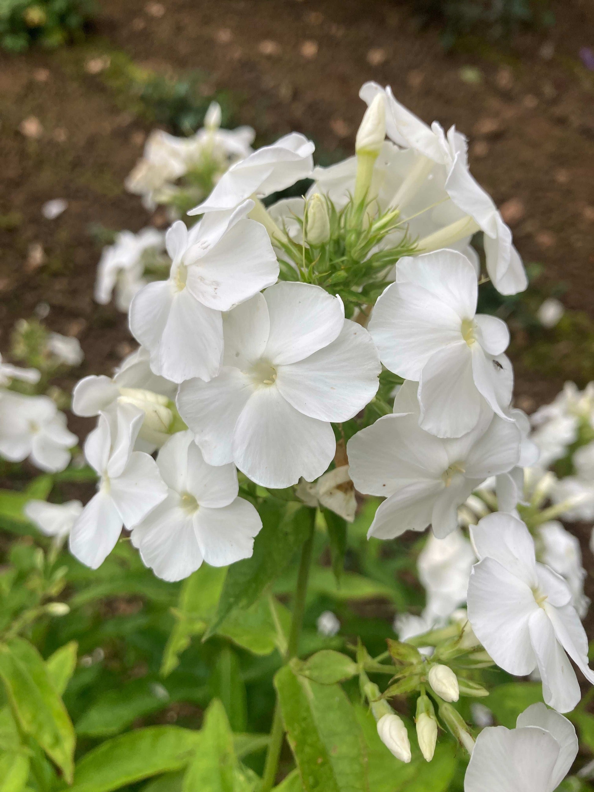 Phlox paniculata David - AGM - Champion Plants