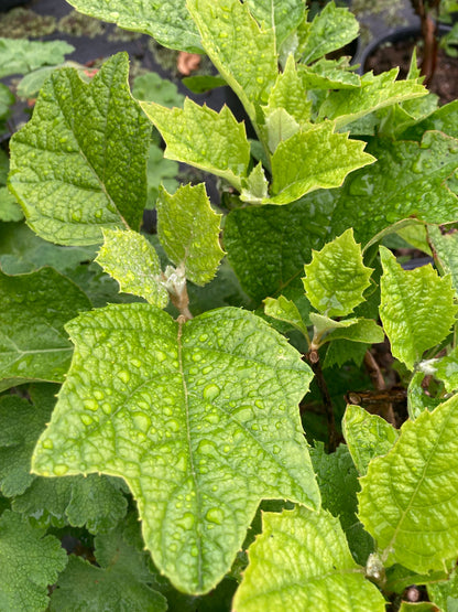 Hydrangea quercifolia Ice Crystal - Champion Plants