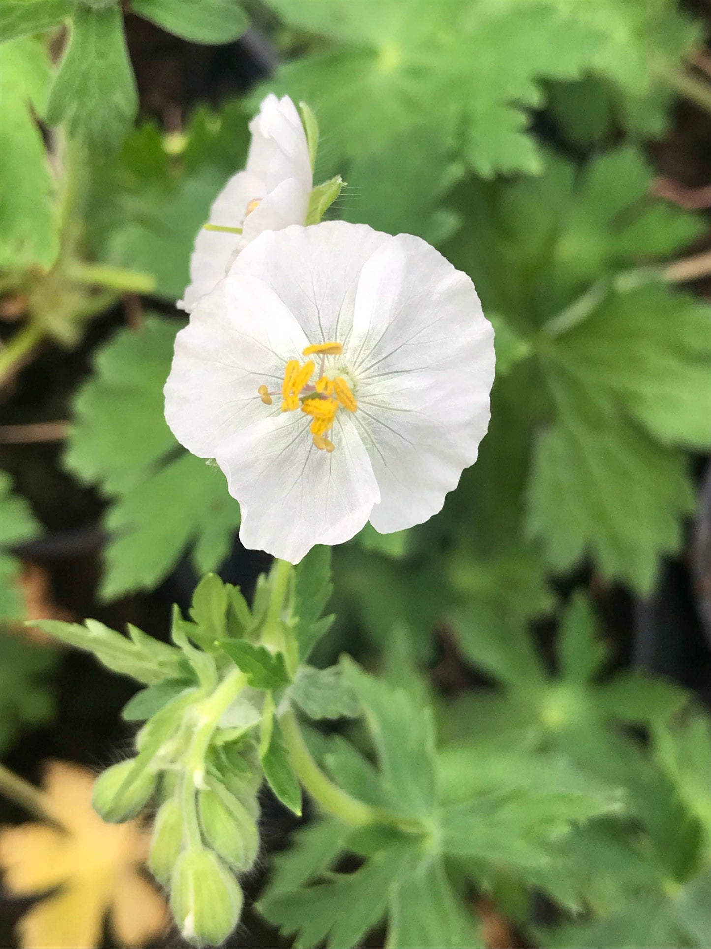 Geranium phaeum Album - Champion Plants