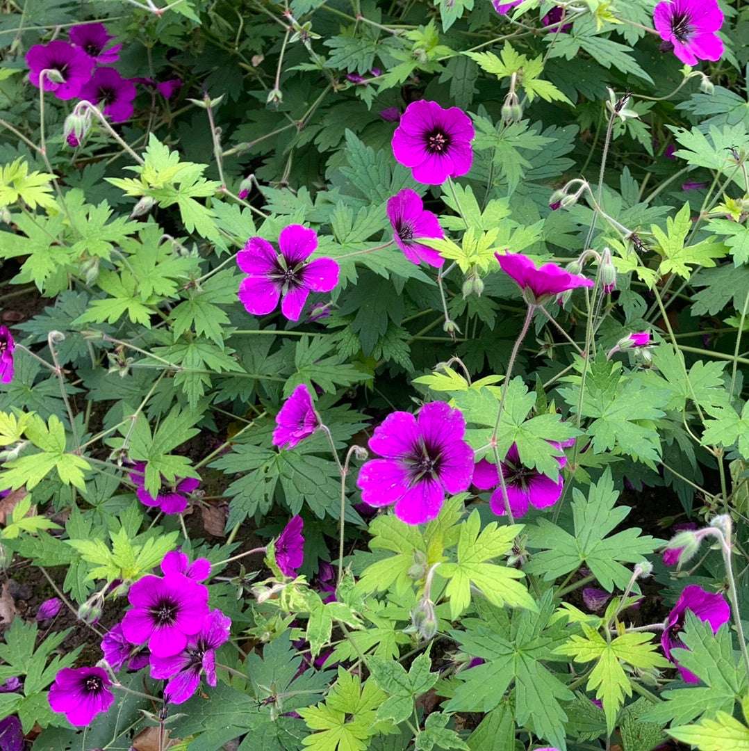 Geranium Anne Thomson - AGM - Champion Plants