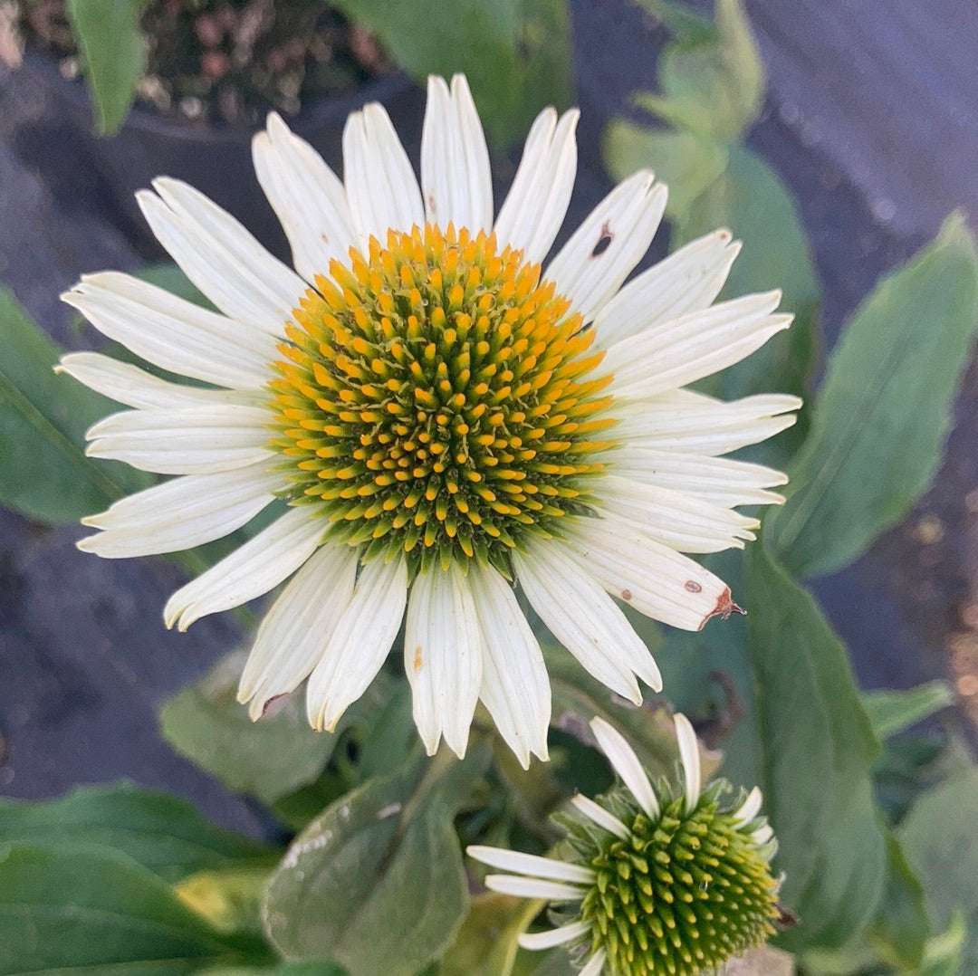 Echinacea purpurea Happy Star - Champion Plants