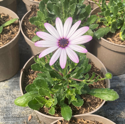 Osteospermum Cannington Roy - Champion Plants