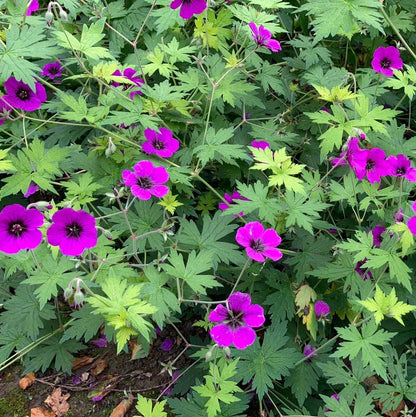 Geranium Anne Thomson - AGM - Champion Plants