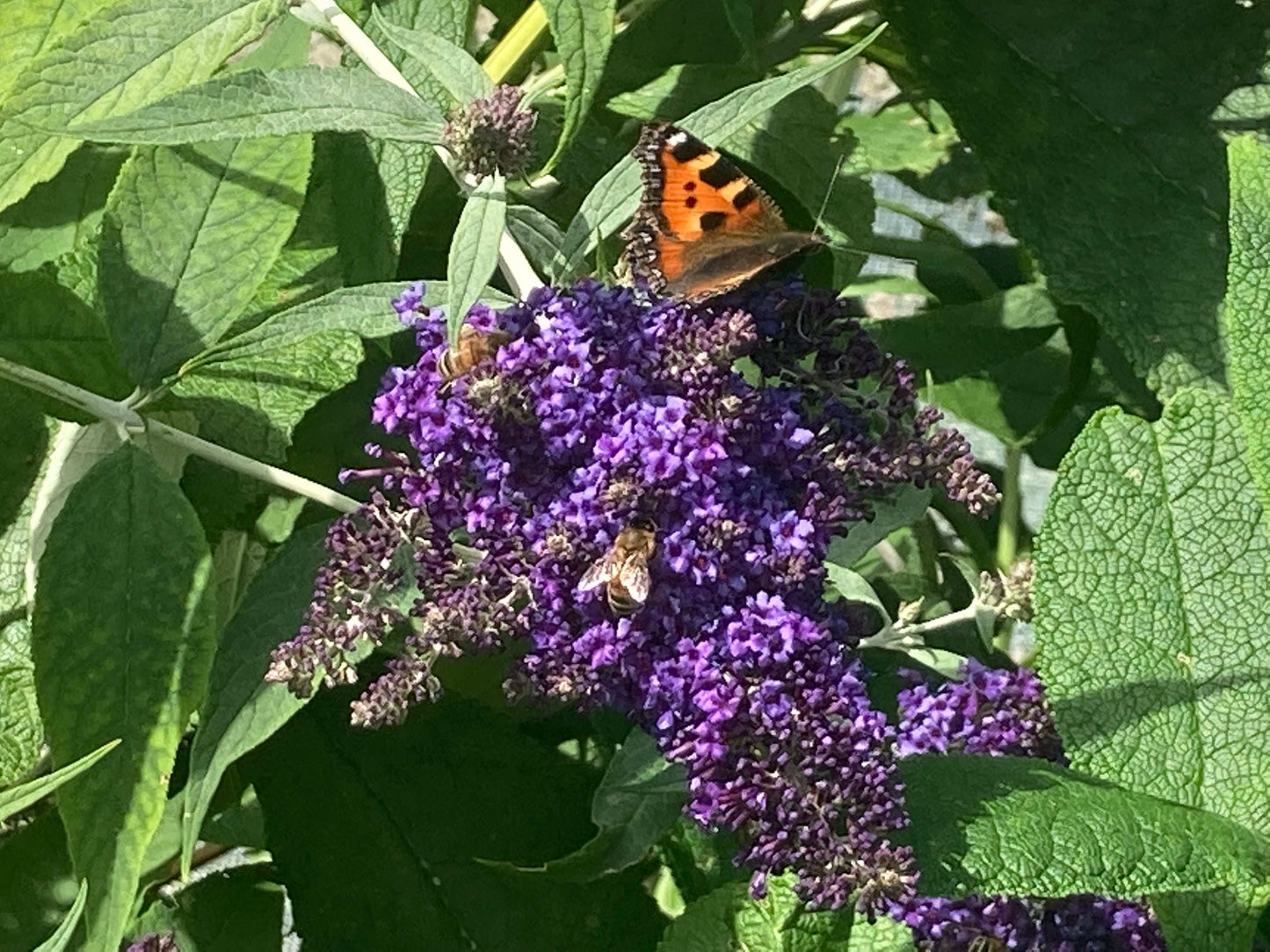 Buddleja (Buddleia) davidii Panache - Champion Plants