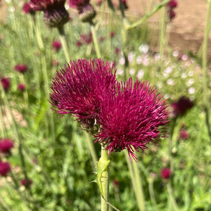 Cirsium rivulare 'Atropurpureum' - AGM - Champion Plants