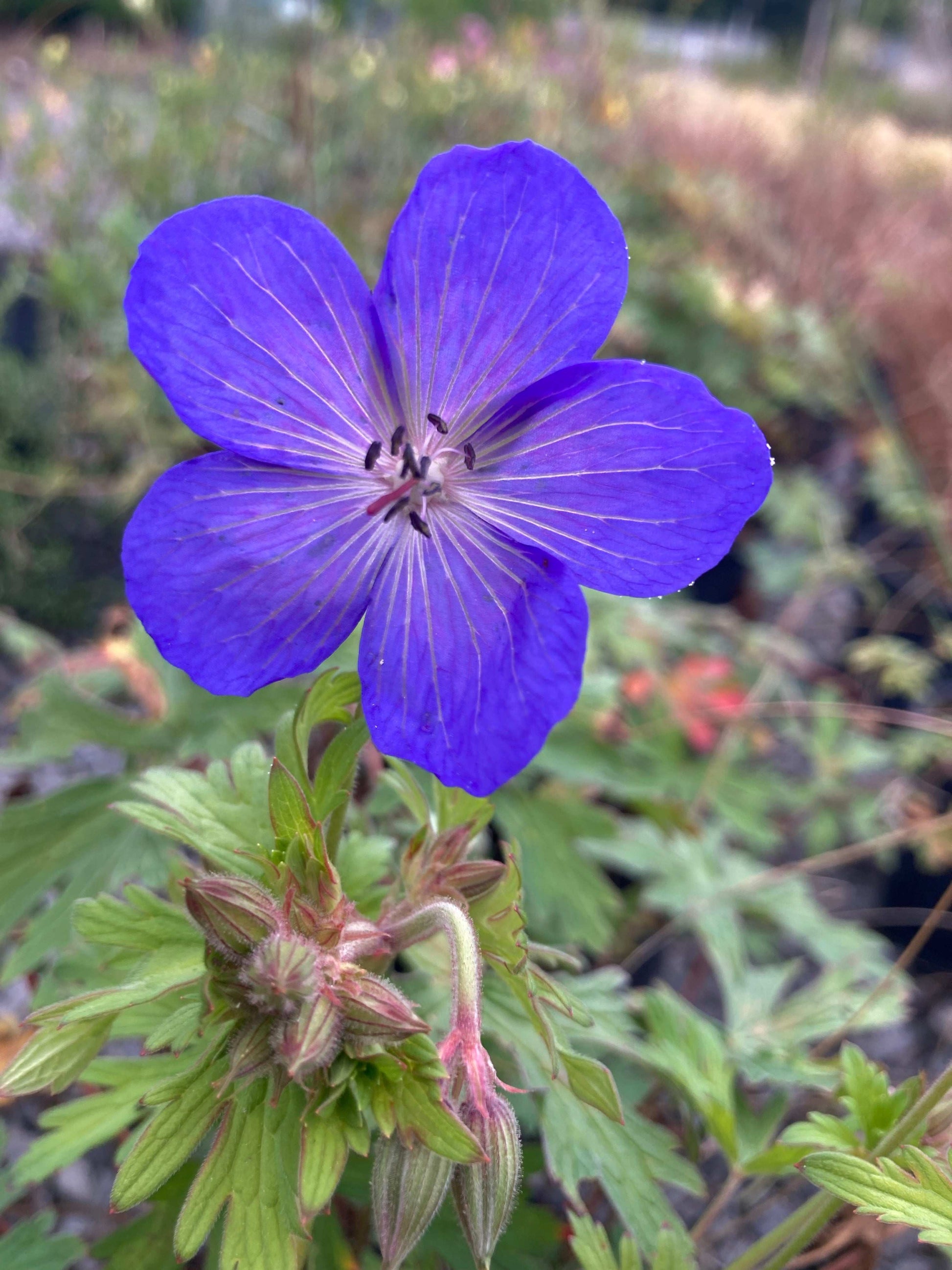 Geranium × johnsonii Johnsons Blue - Champion Plants