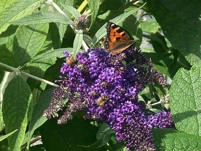 Buddleja (Buddleia) davidii Panache - Champion Plants