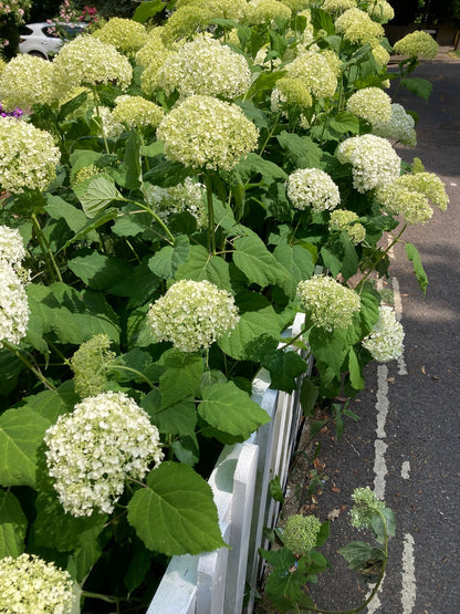 Hydrangea arborescens 'Annabelle' - AGM - Champion Plants