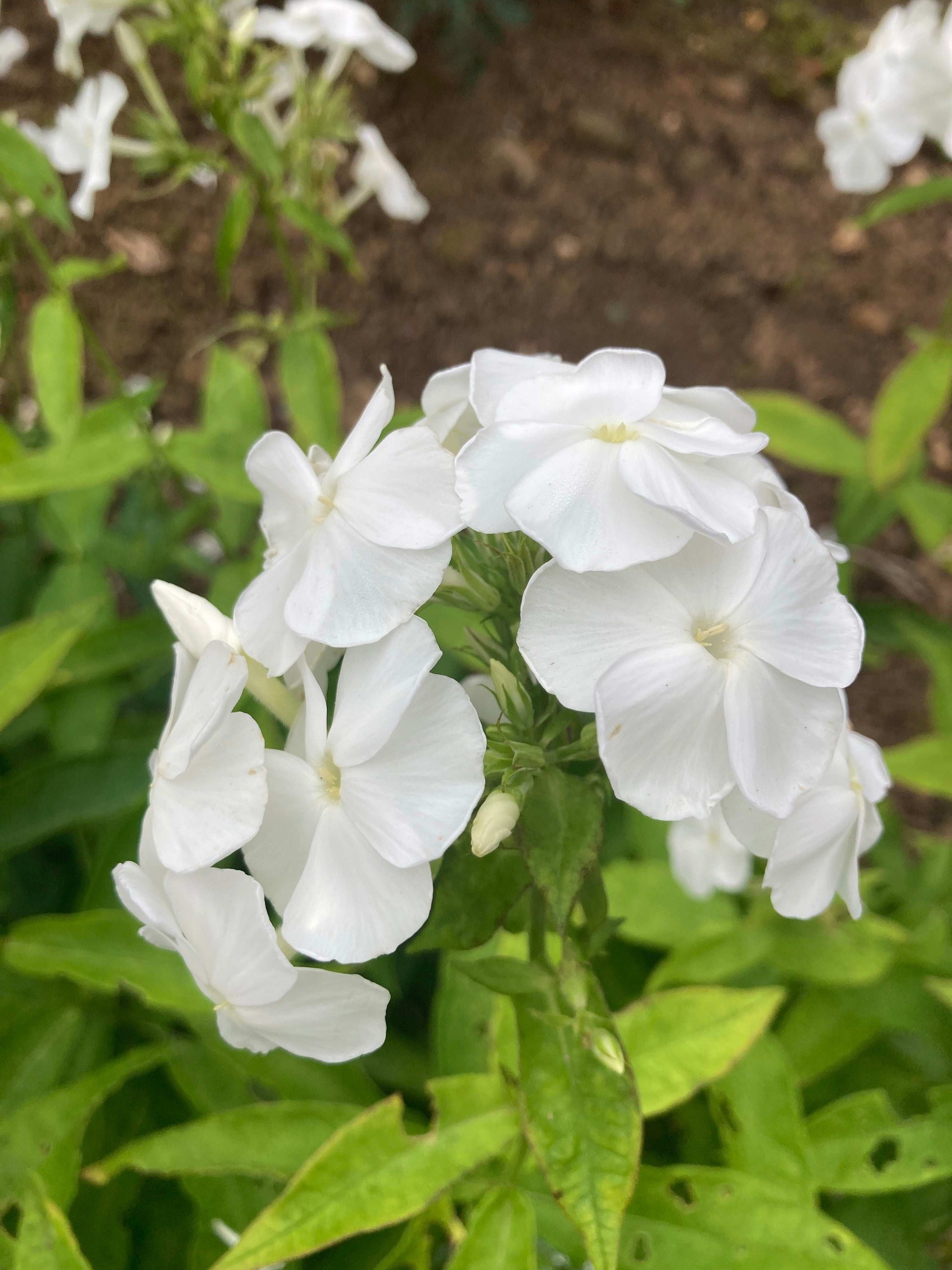 Phlox paniculata David - AGM - Champion Plants