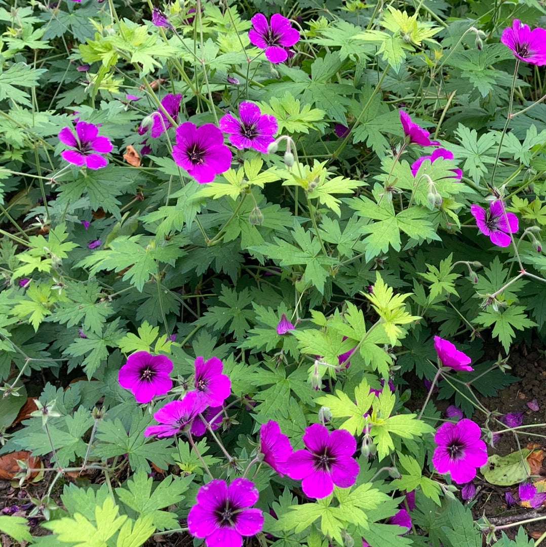 Geranium Anne Thomson - AGM - Champion Plants