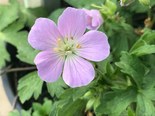 Geranium maculatum Beth Chatto - Champion Plants