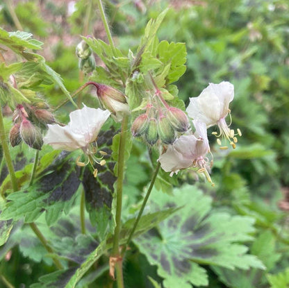 Geranium phaeum Misty Samobor - Champion Plants