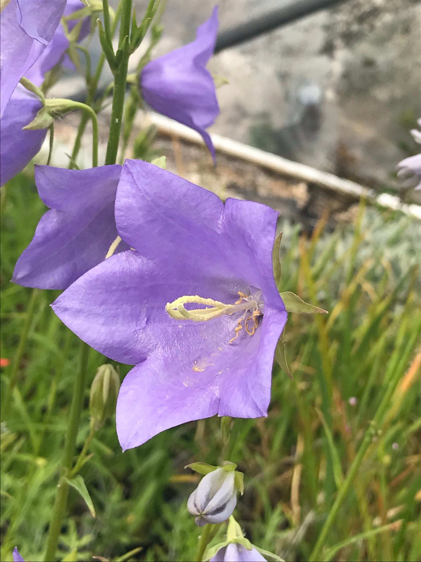 Campanula persicifolia Blue Bloomers - Champion Plants