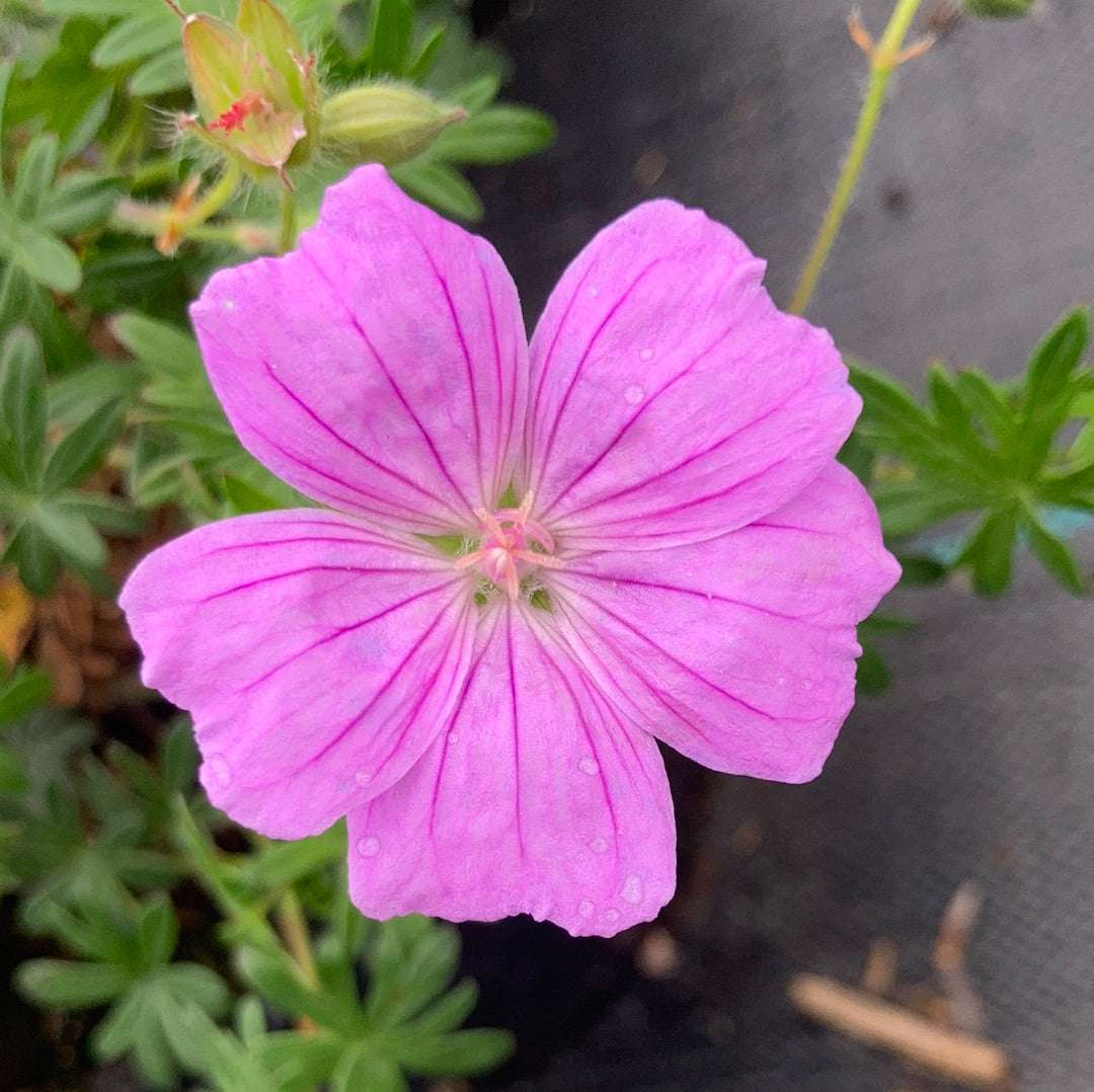 Geranium sanguineum Glenluce - Champion Plants