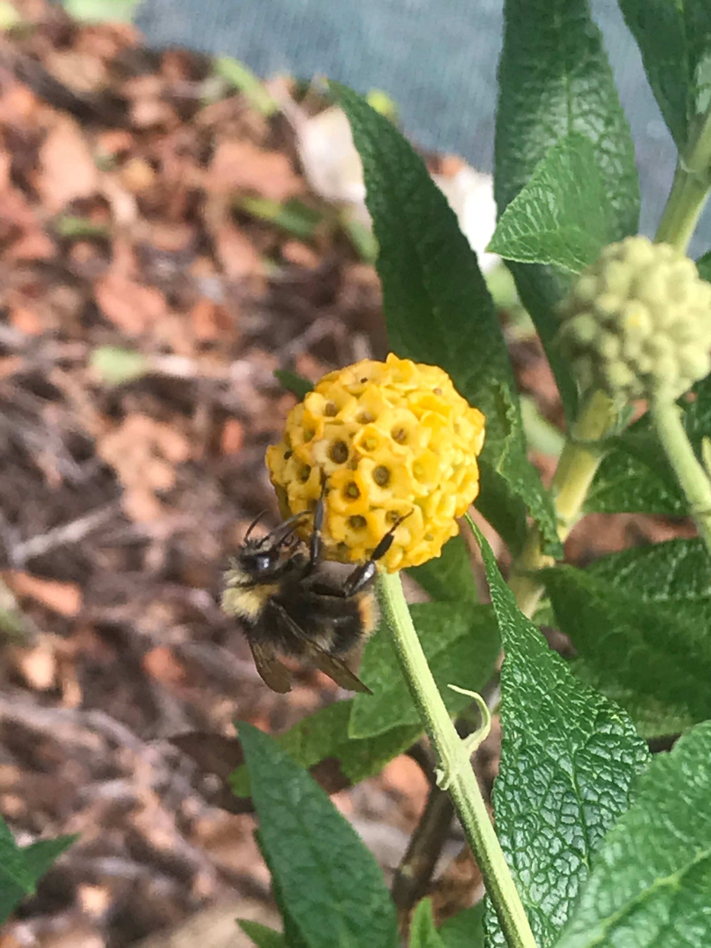 Buddleja (Buddleia) globosa Lemon Ball - Champion Plants