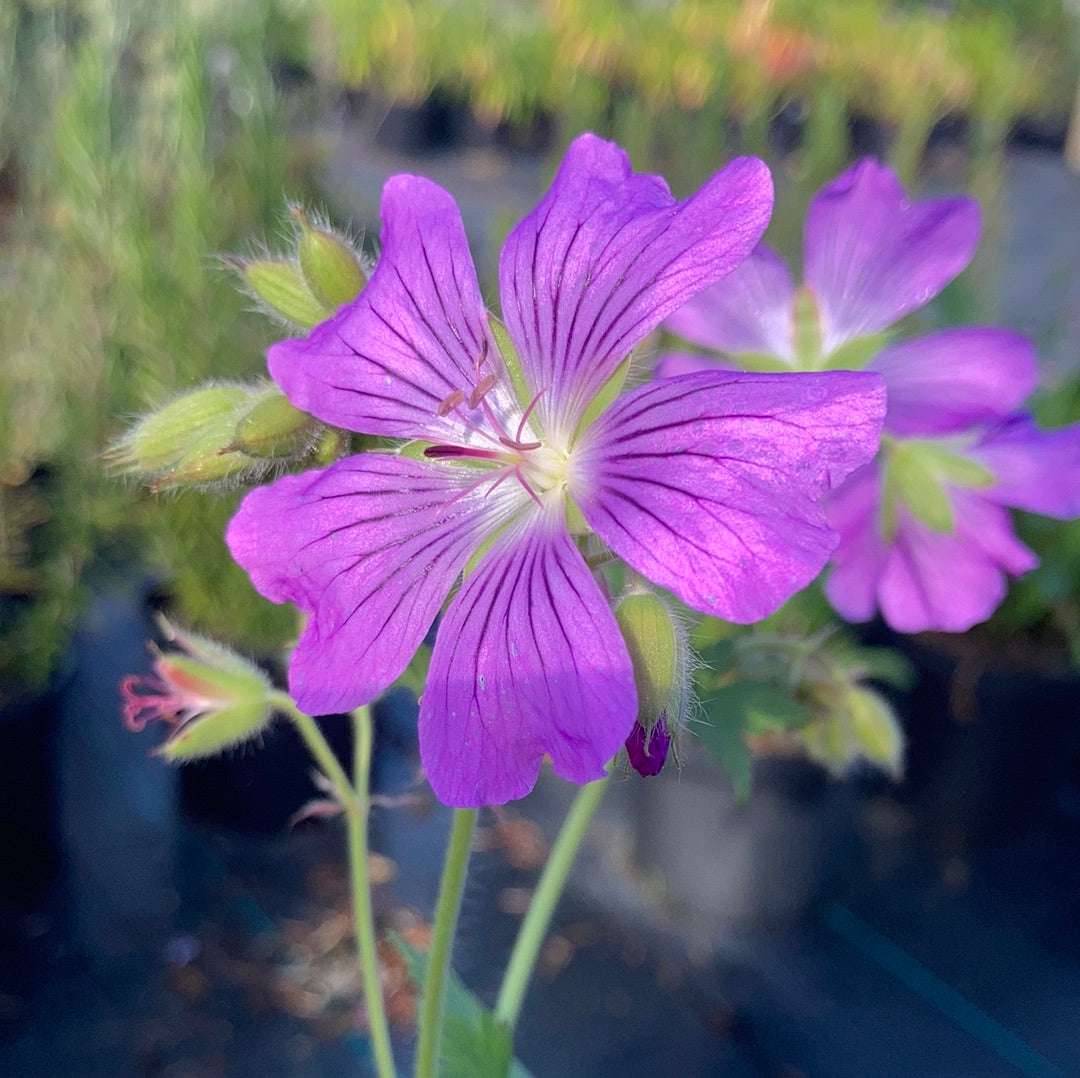 Geranium Sirak - AGM - Champion Plants