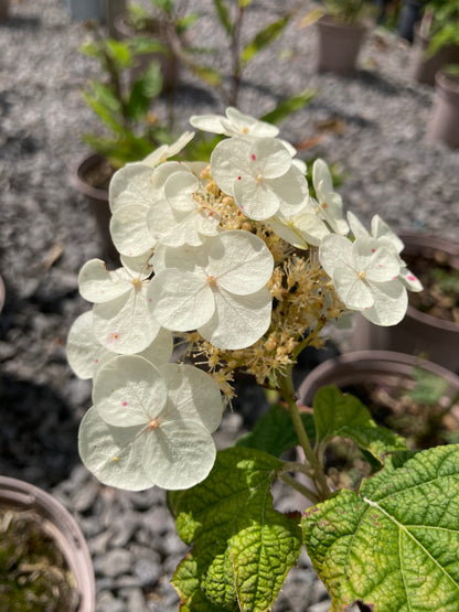 Hydrangea quercifolia - Champion Plants