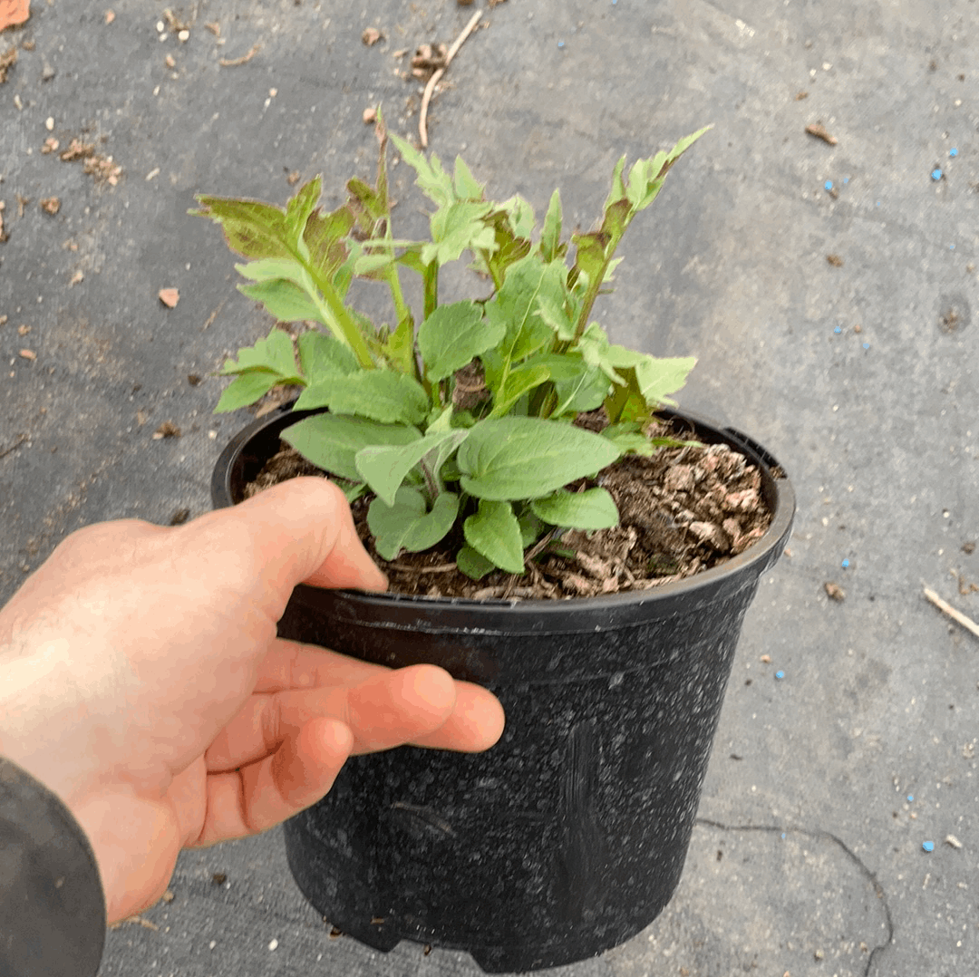 Rudbeckia subtomentosa - Champion Plants