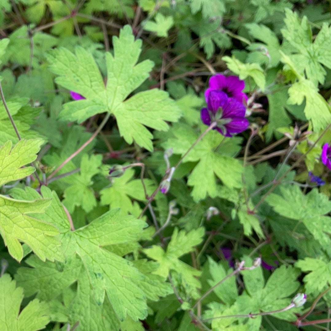 Geranium Ann Folkard - AGM - Champion Plants