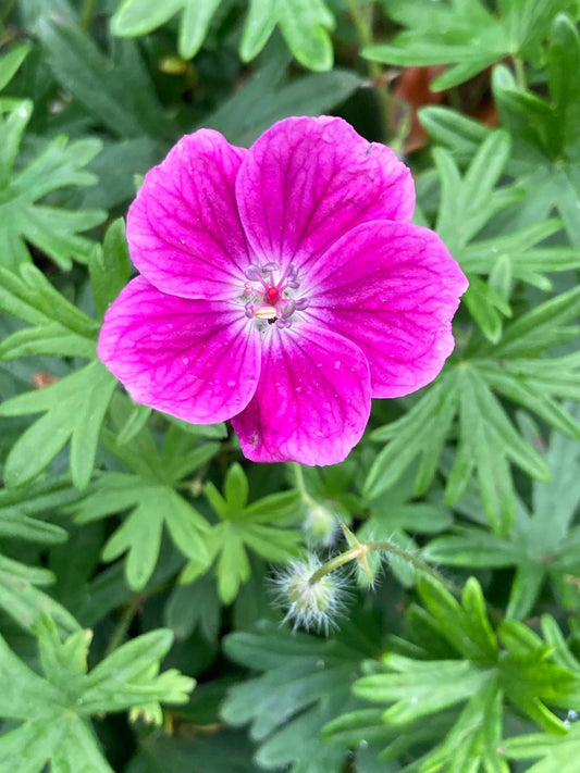 Geranium sanguinium Elke - Champion Plants