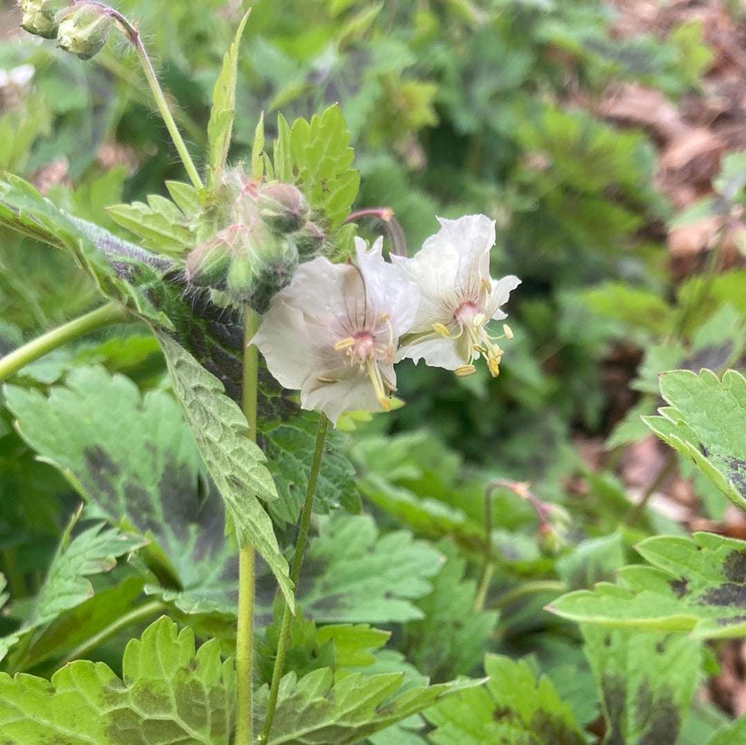 Geranium phaeum Misty Samobor - Champion Plants