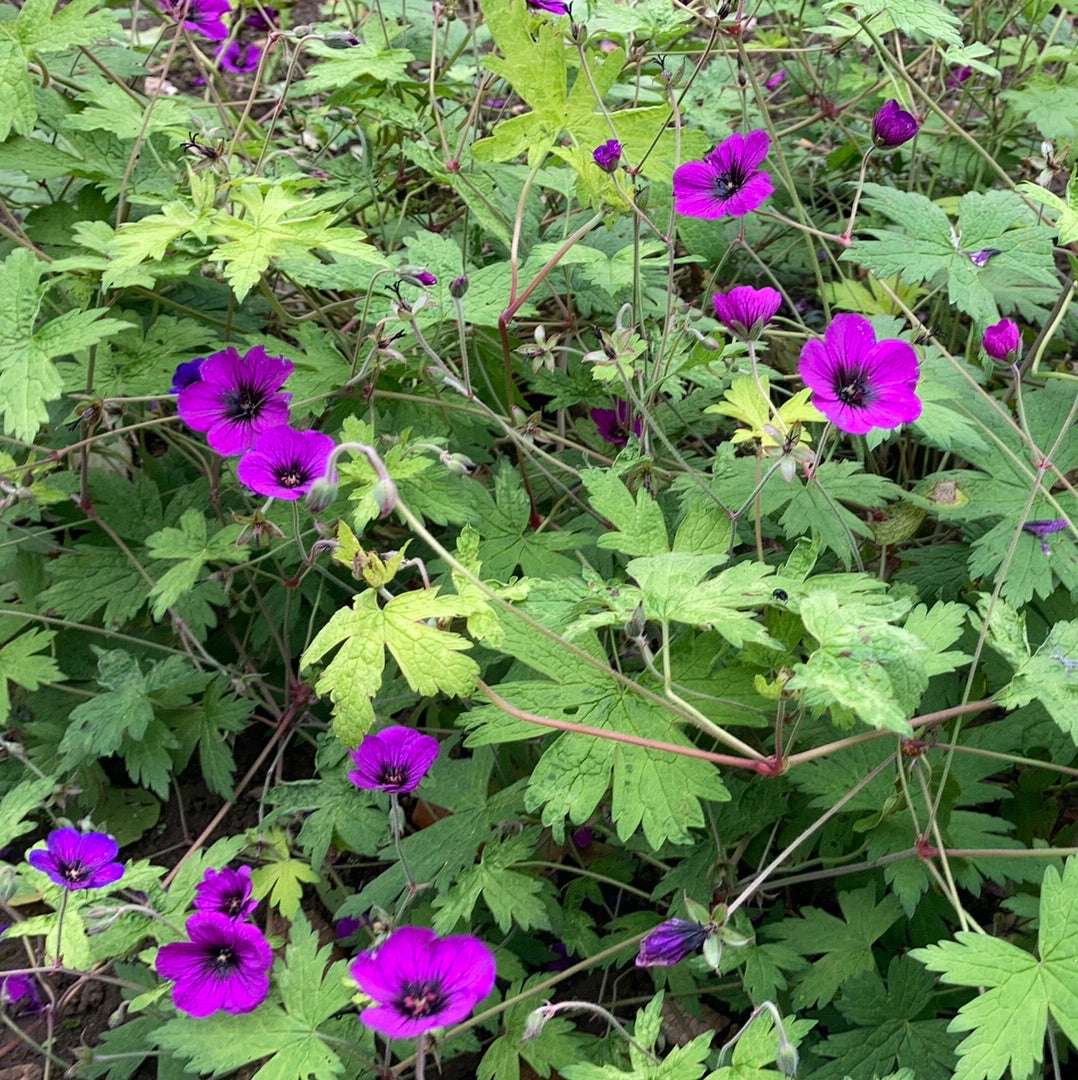 Geranium Ann Folkard - AGM - Champion Plants