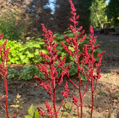 Astilbe Montgomery AGM - Champion Plants