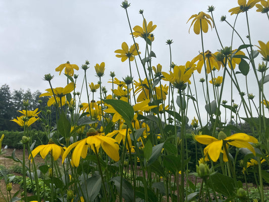 Rudbeckia laciniata Juligold - Champion Plants