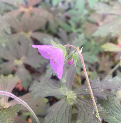 Geranium maculatum 'Espresso' - Champion Plants