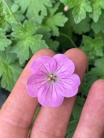 Geranium × riversleaianum Jean Armour - Champion Plants