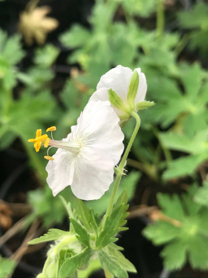 Geranium phaeum Album - Champion Plants