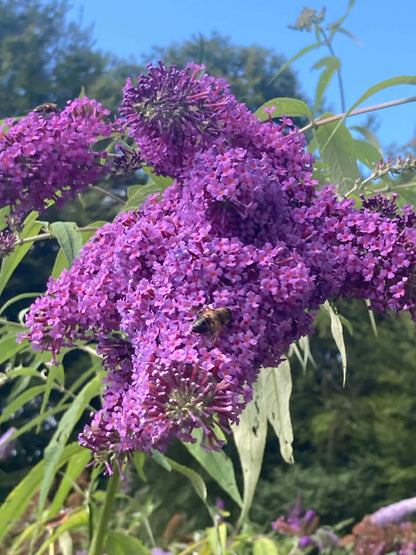 Buddleja (Buddleia) davidii Dartmoor - AGM - Champion Plants