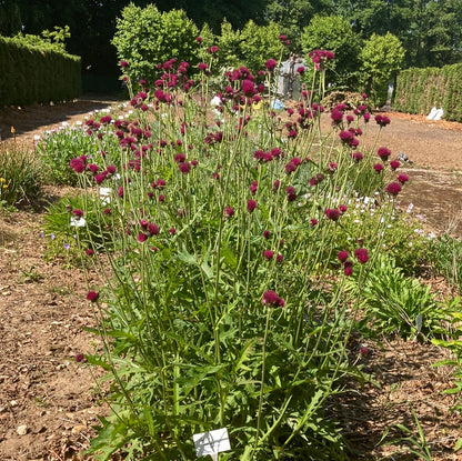 Cirsium rivulare 'Atropurpureum' - AGM - Champion Plants