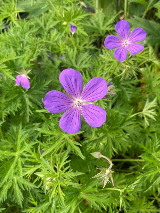 Geranium clarkei × collinum Nimbus - AGM - Champion Plants