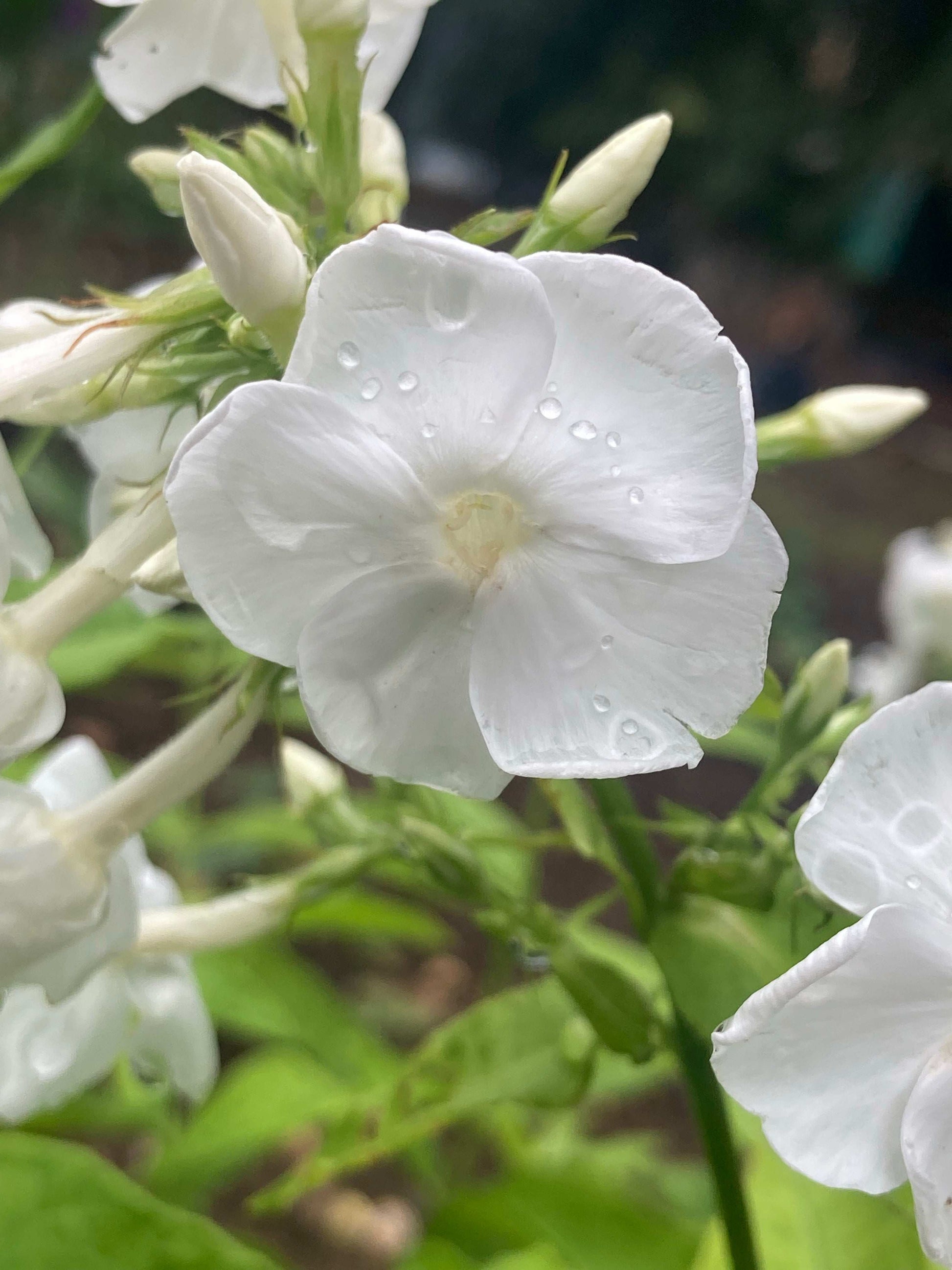 Phlox paniculata David - AGM - Champion Plants