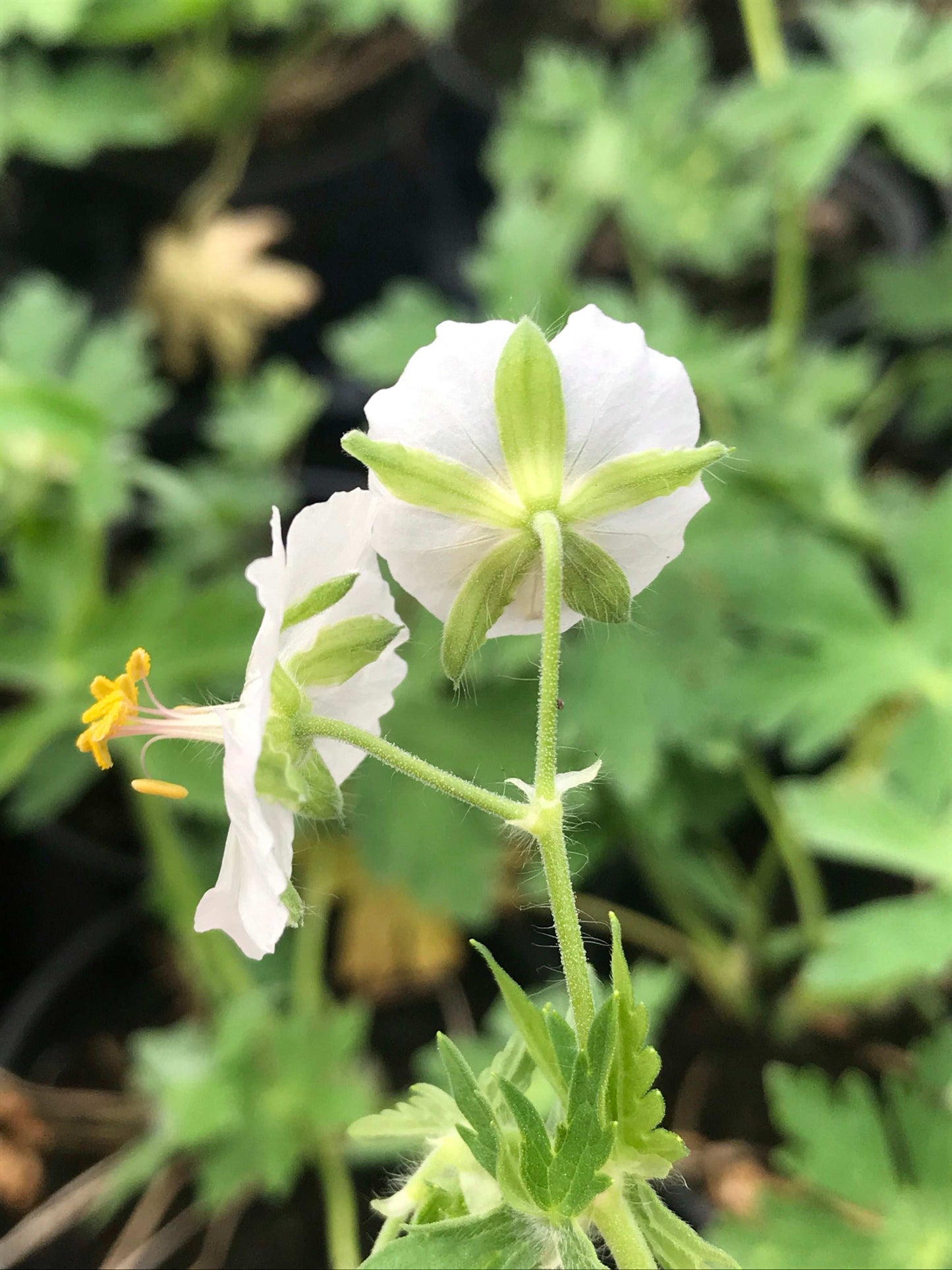 Geranium phaeum Album - Champion Plants