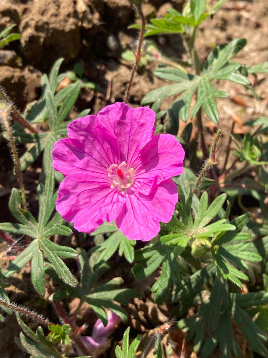 Geranium sanguinium Ankum’s Pride AGM - Champion Plants