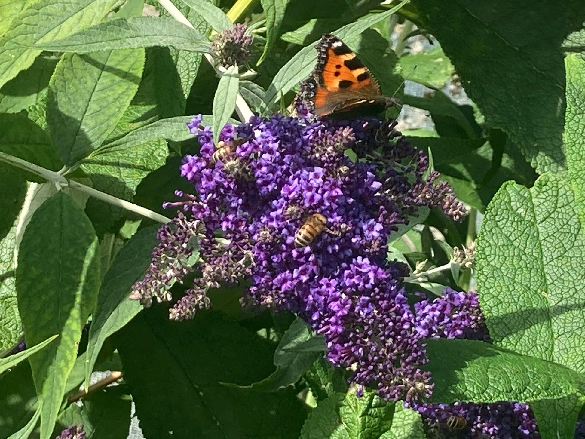 Buddleja (Buddleia) davidii Panache - Champion Plants