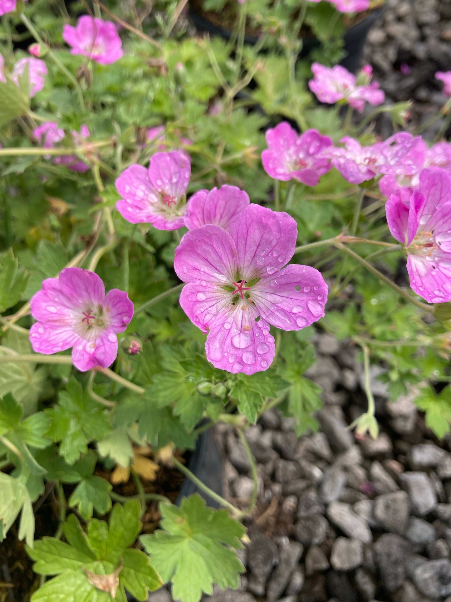 Geranium Mavis Simpson AGM - Champion Plants